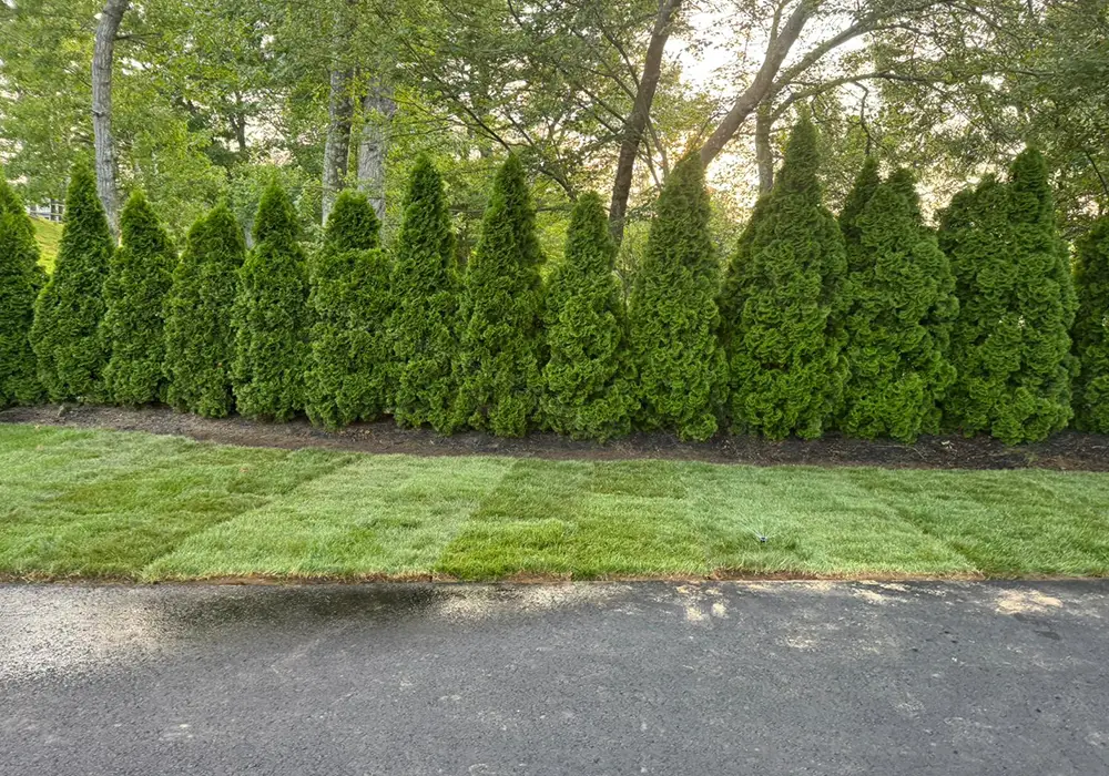 photo-grass-05