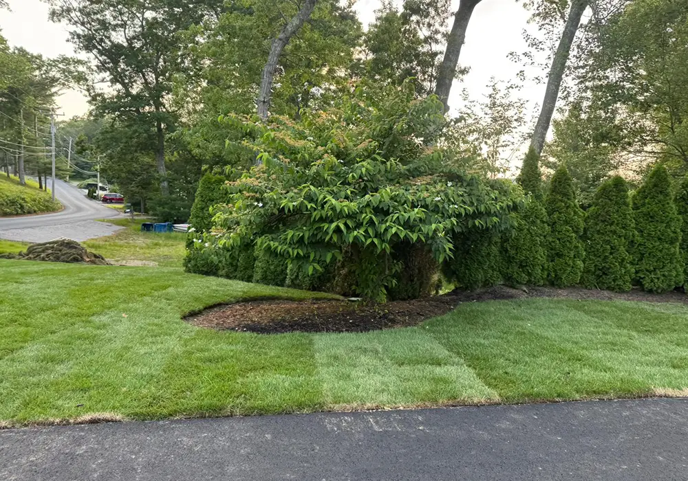 photo-grass-07